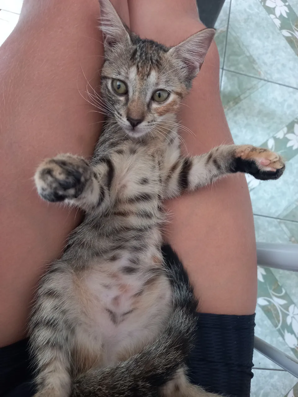 Fêmea de 2 meses fermifugada e vacinada