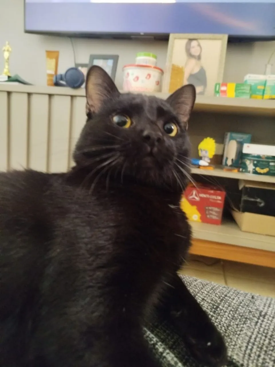 Gato Preto Charmoso e Carinhoso para Adoção
