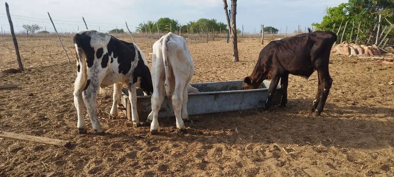 Bezerros  - Foto 3