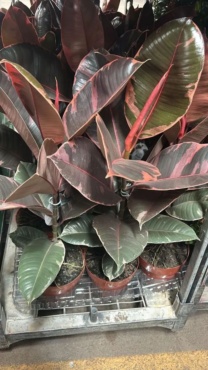 Sua próxima planta favorita está aqui... Quer descobrir qual?  - Foto 2