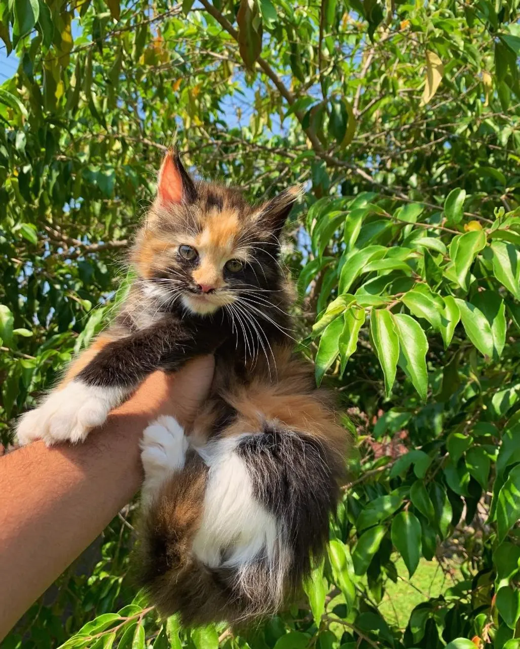 Maine coon tricolor filhote