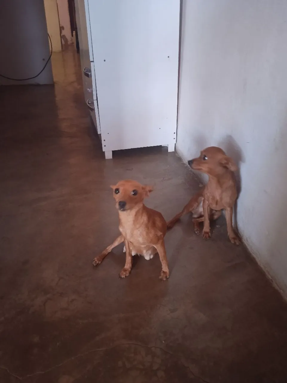 Lindos filhotes de pinscher número 2