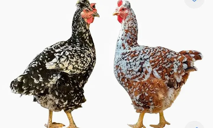Ovos férteis de gsb galinha sertaneja balão bandeja com 12 ovos