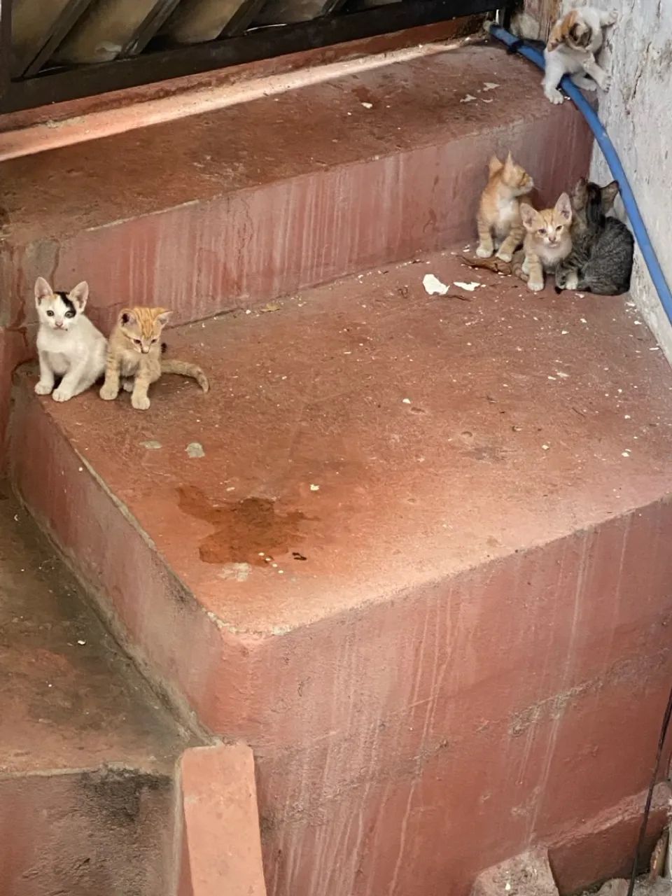 Filhotes de gatos para adoção - Foto 3