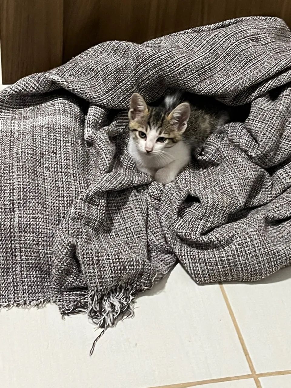 Gatinho filhote para adoção - Foto 2