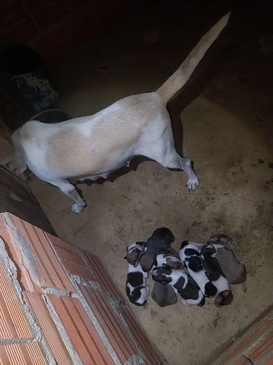 Filhotes de cachorro