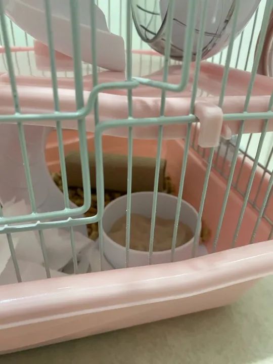 *DOANDO*  HAMSTER ANAO RUSSO+GAIOLA+Palha, comida e areia - Foto 4