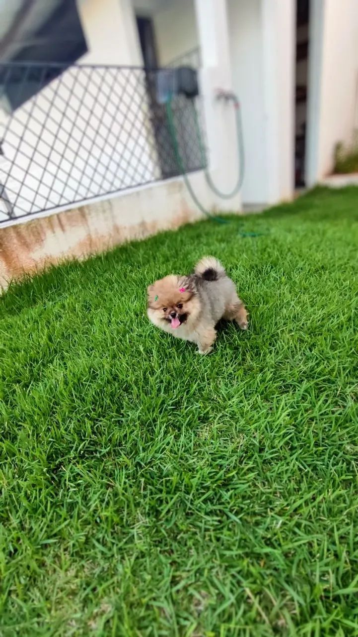 Presente perfeito dia dos namorados Lulu da Pomerânia anão fêmea  - Foto 2