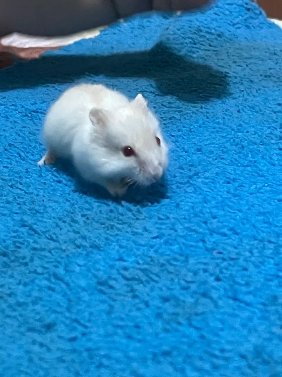Hamster  - Foto 5