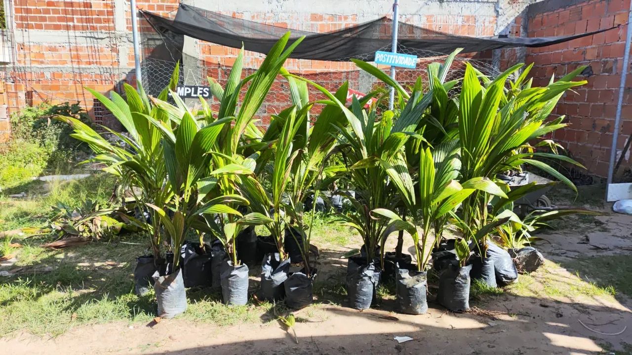 Mudas de coqueiro anã - Foto 3