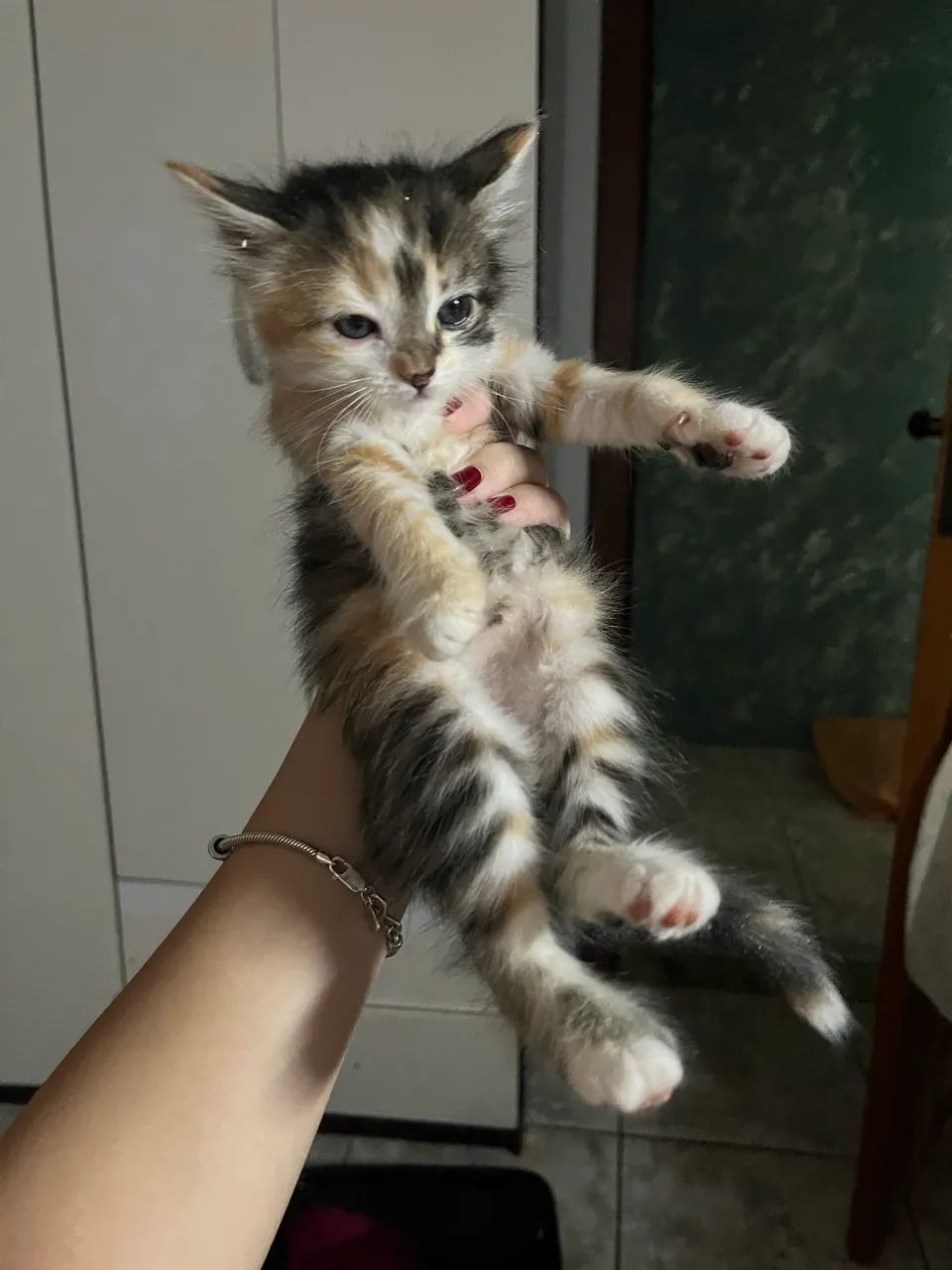 Gatinha para doação  - Foto 2