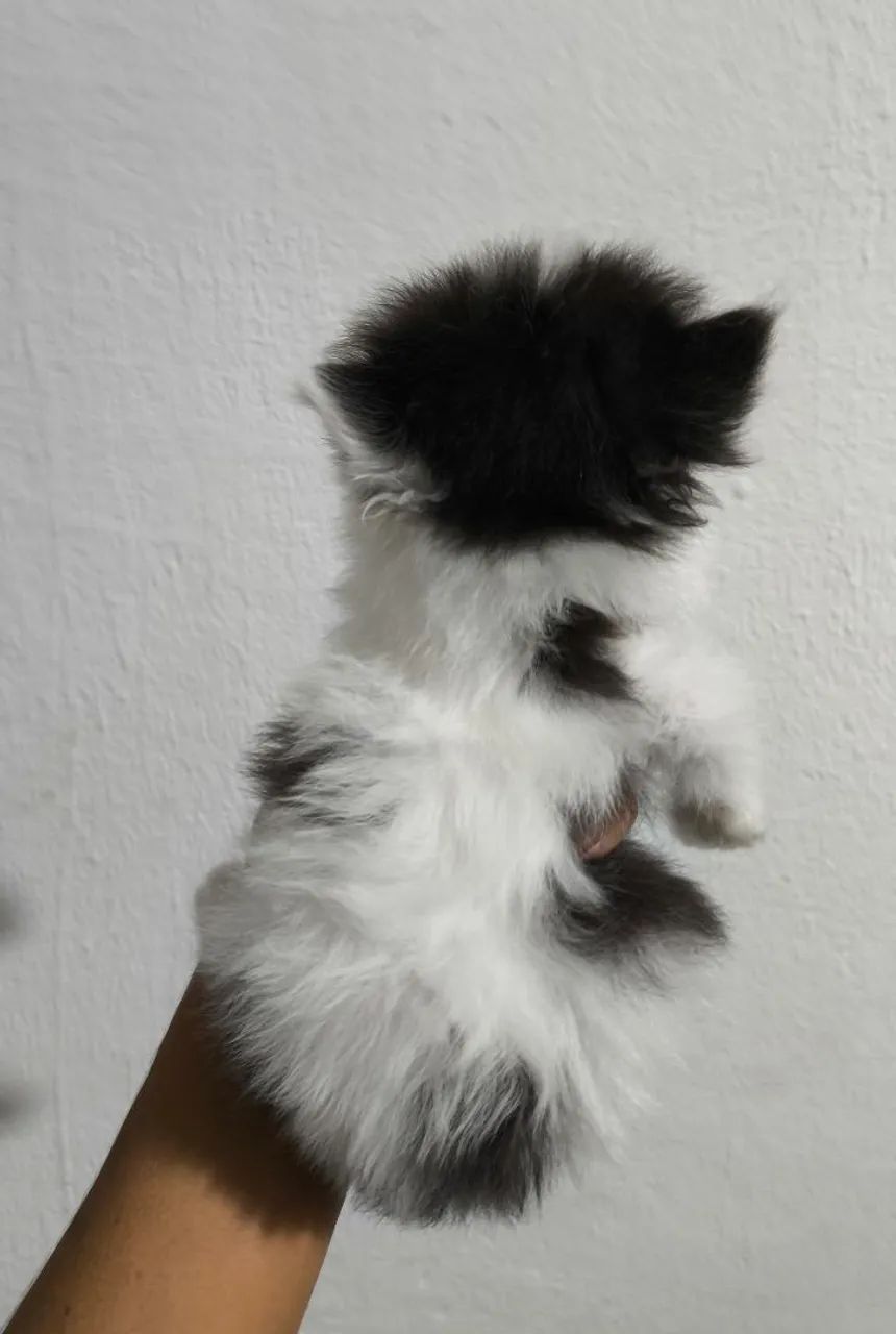 Gatinho Persa - Foto 4