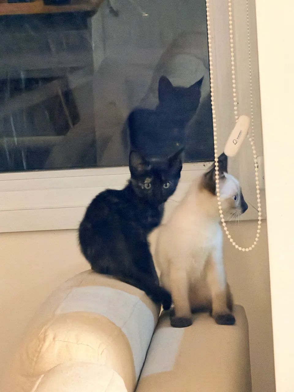 Doação Gato, Gatinha - Foto 3