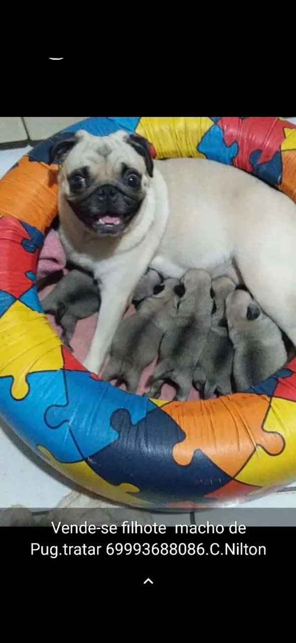 Vendo pugs