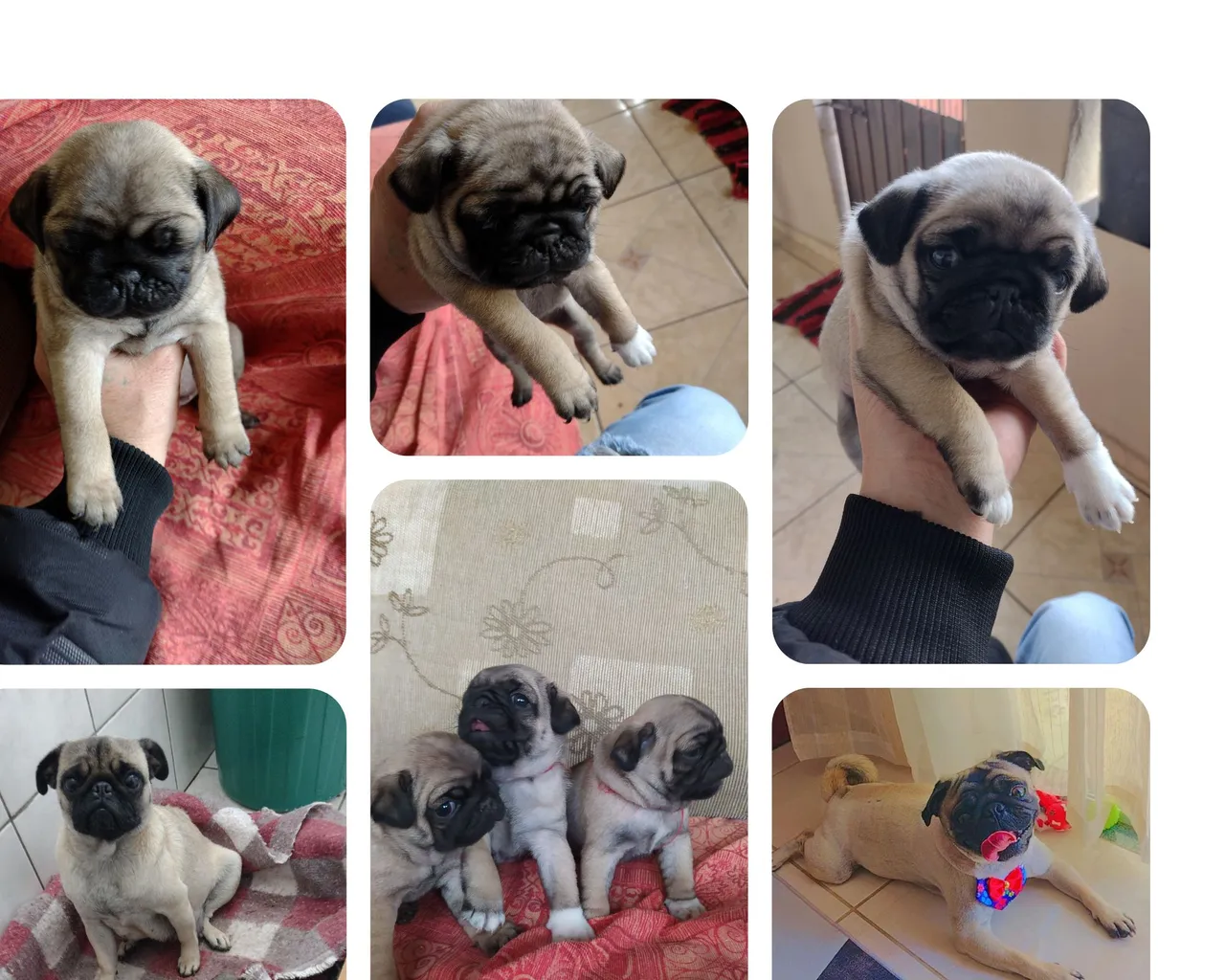 Filhotes de Pug Lindos