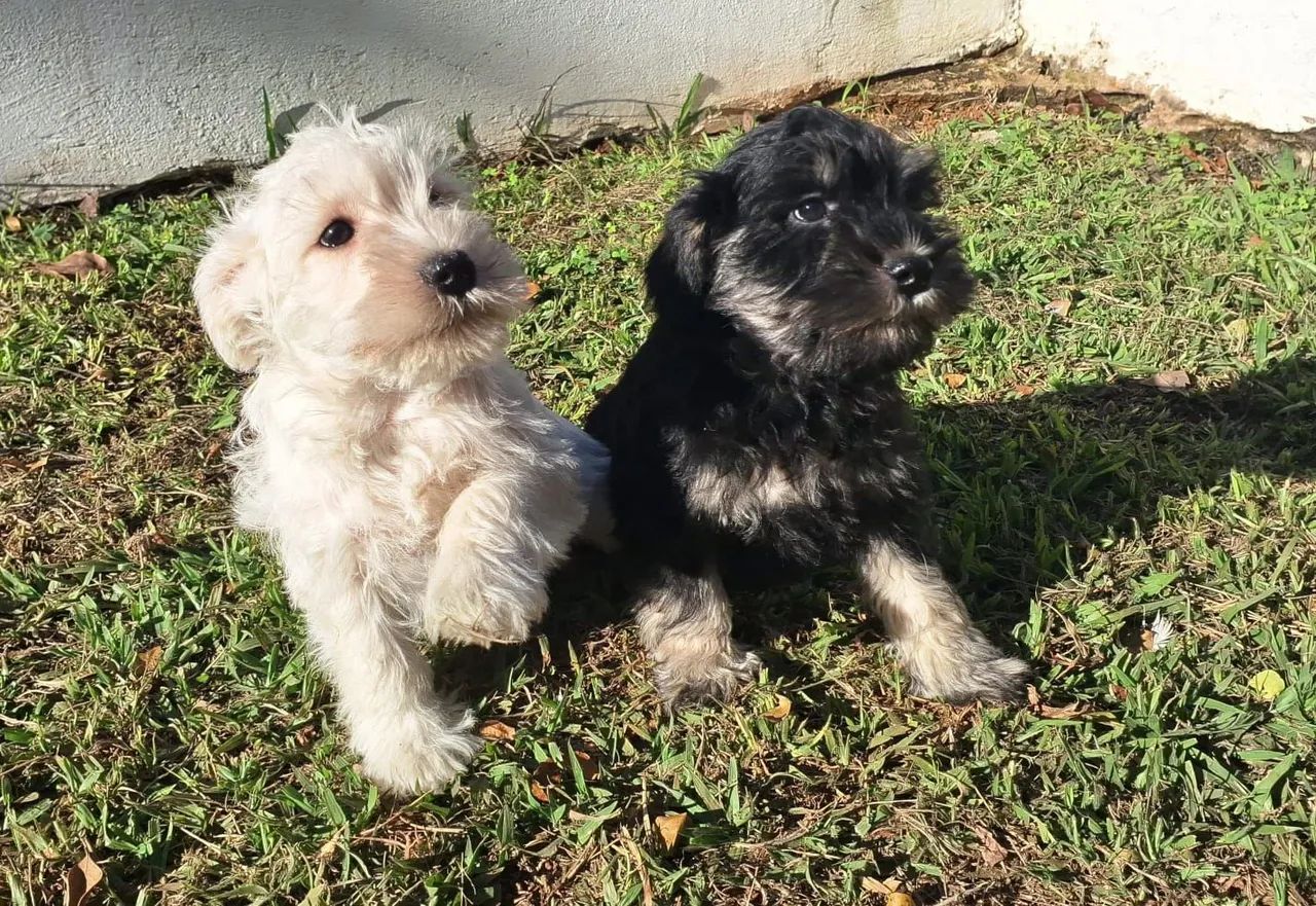 Scnhauzer belíssimos - Foto 4