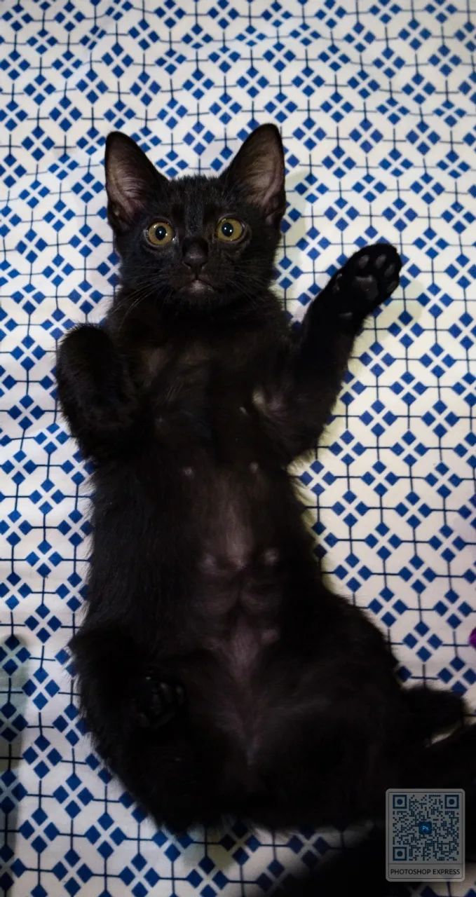 GATOS FILHOTES PARA ADOÇÃO - Foto 2