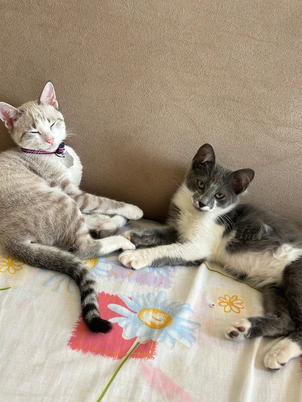 Gato adoção  - Foto 3