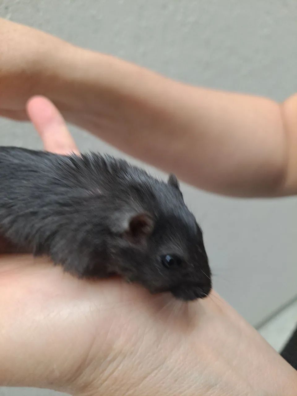 Esquilo da Mongolia Gerbil Slate - Foto 3