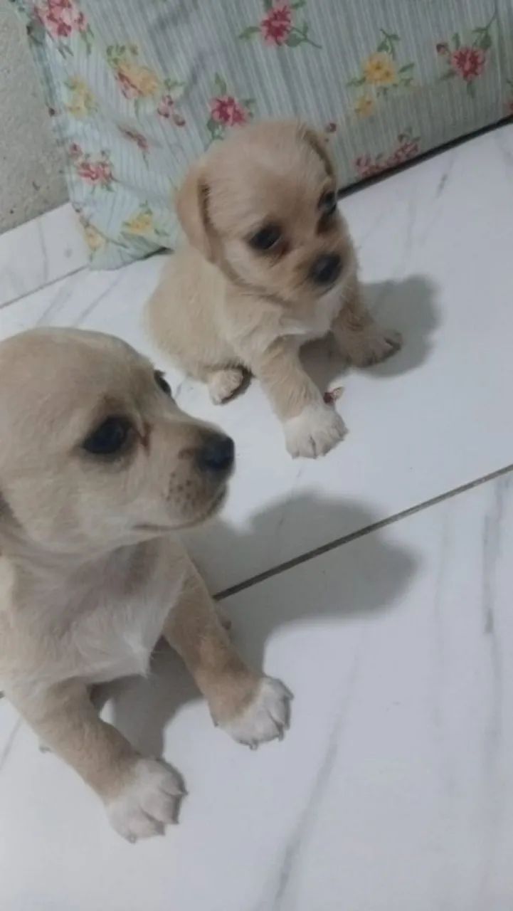 Pincher 