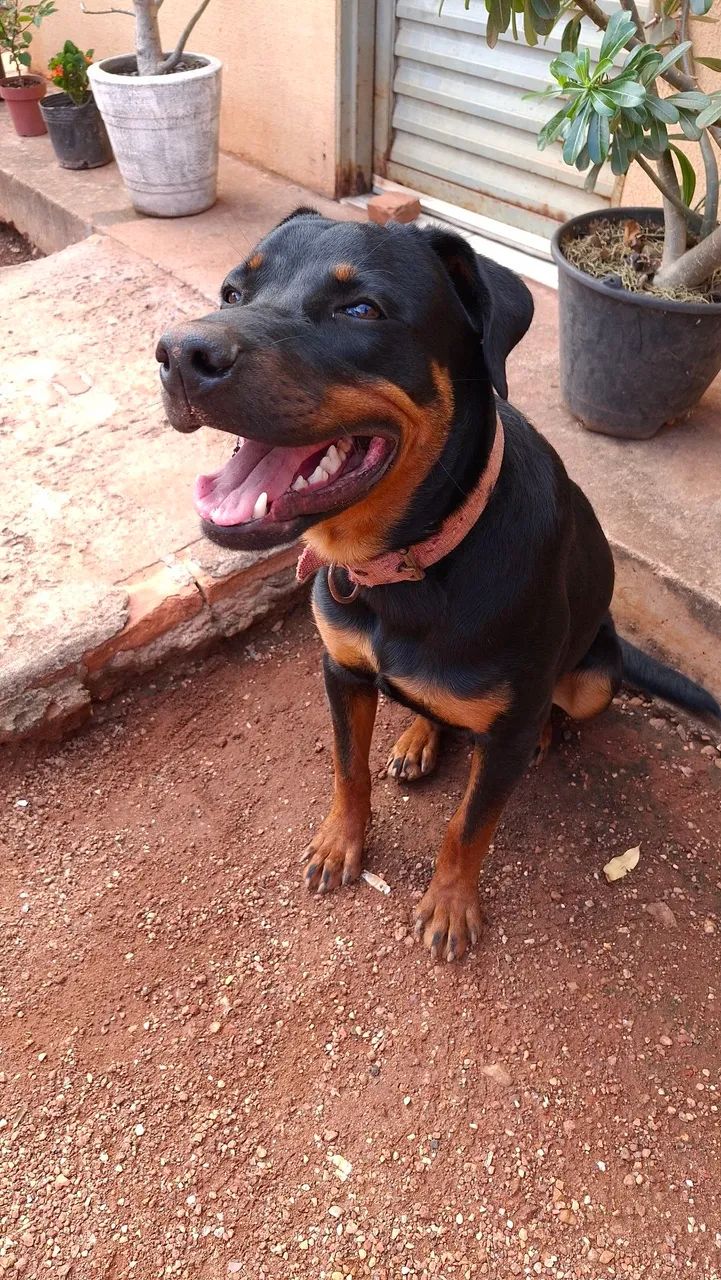 Vendo cachorro Rottweiler 