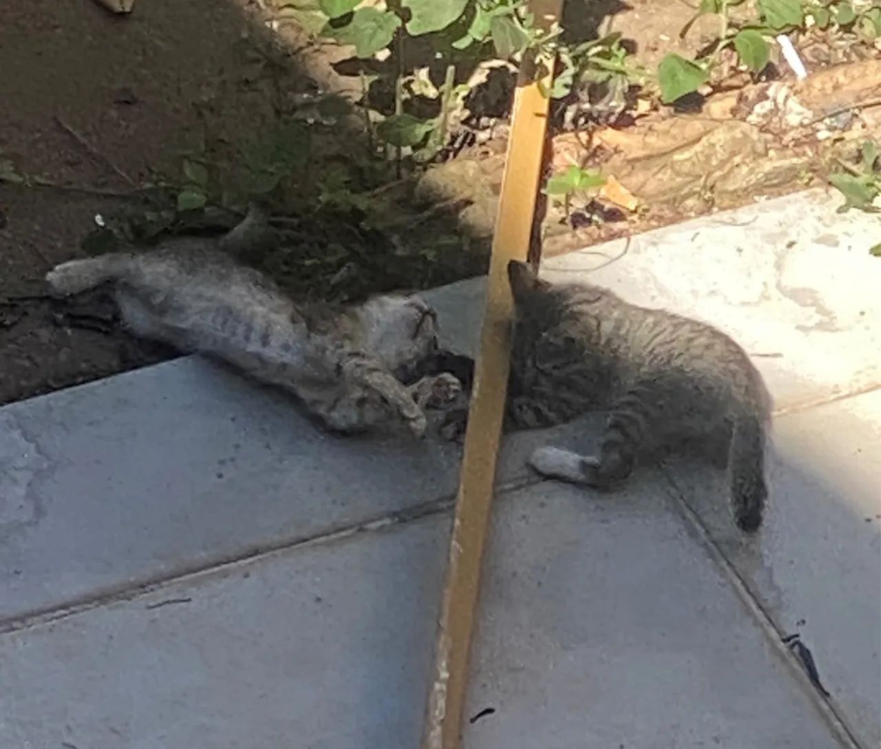 Doação gatinhos - Foto 3