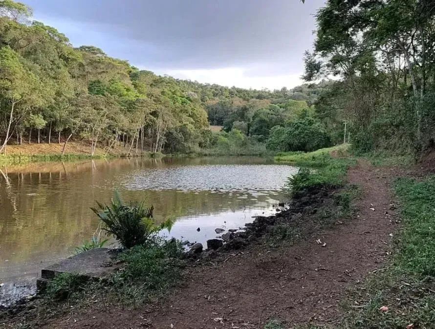 Fazenda com plantação de eucaliptos em Brasopolis MG