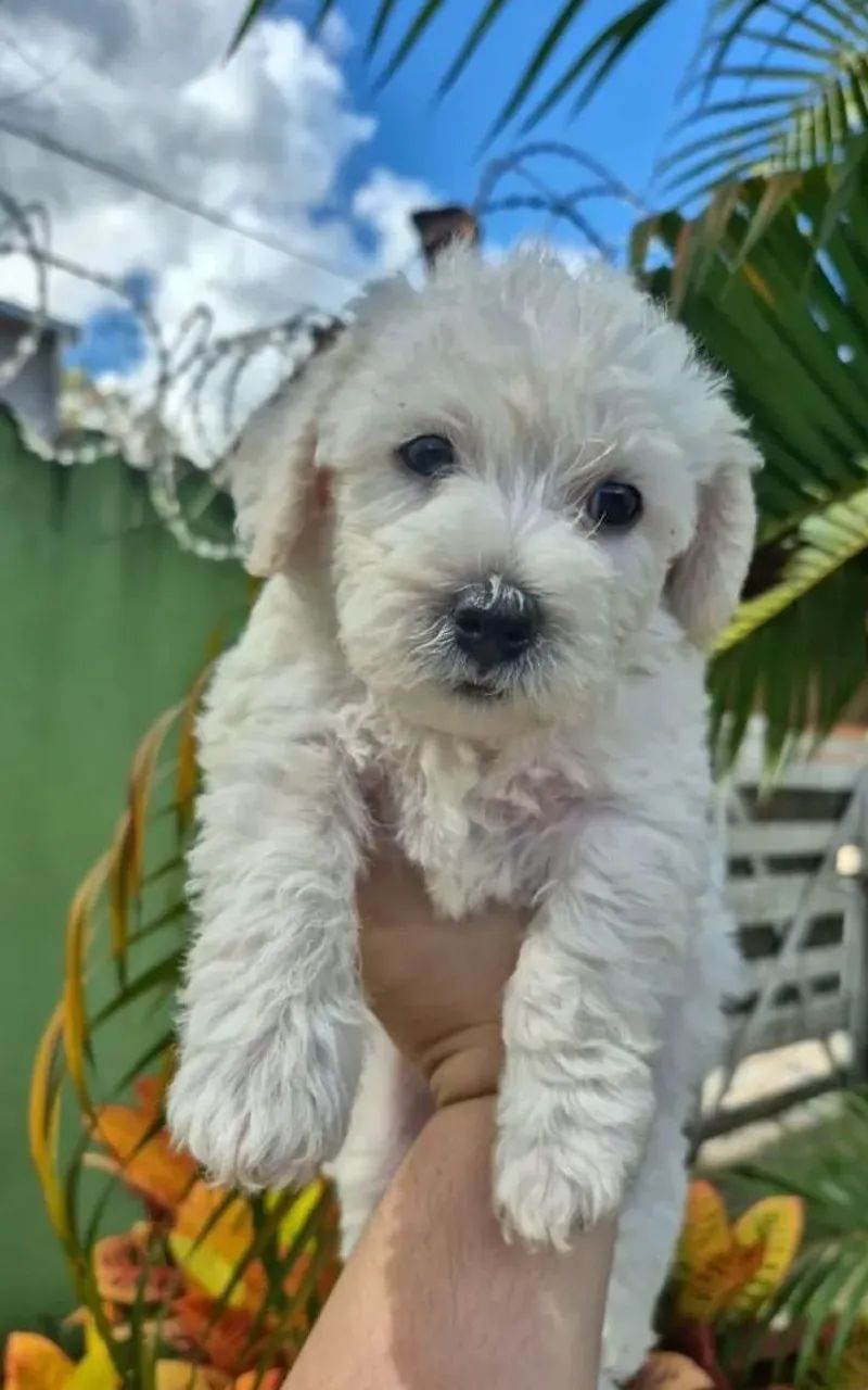 Poodle 350,00