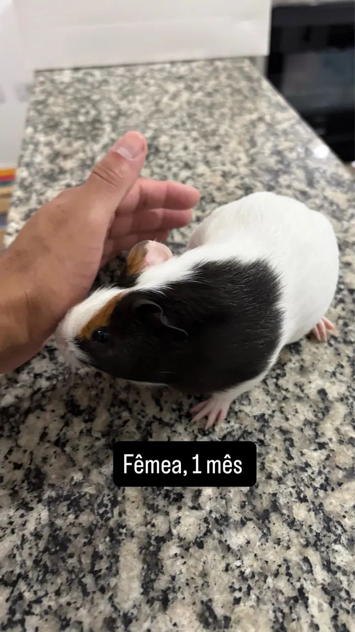 Guinea Pig