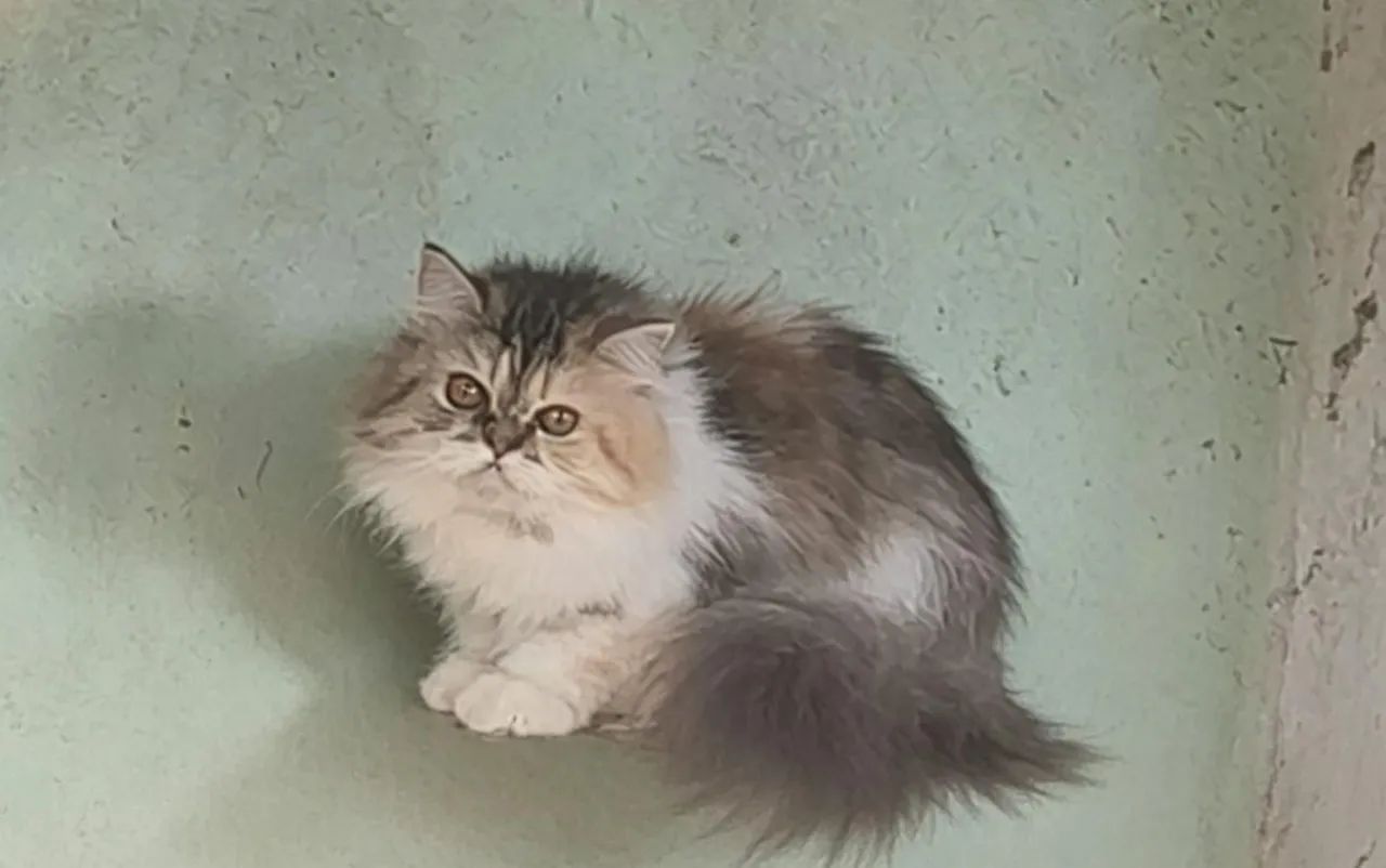 Gata persa  - Foto 4