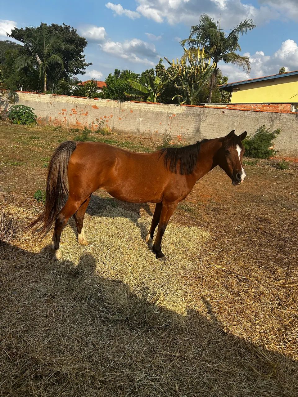 Égua Anglo Árabe  - Foto 2