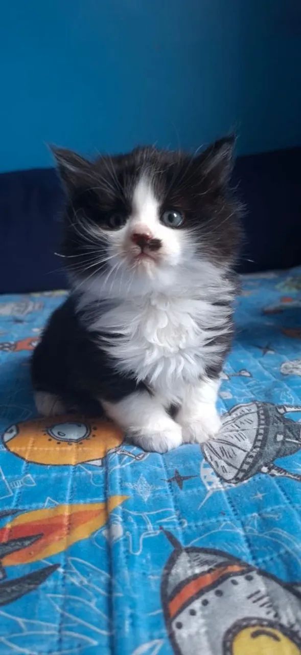 Maine Coon filhotes a pronta entrega  - Foto 2