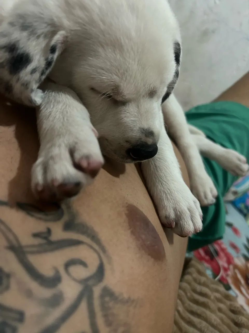Vende LABRADOR - Foto 2