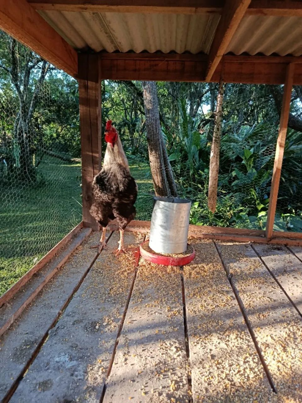 Frango caipira