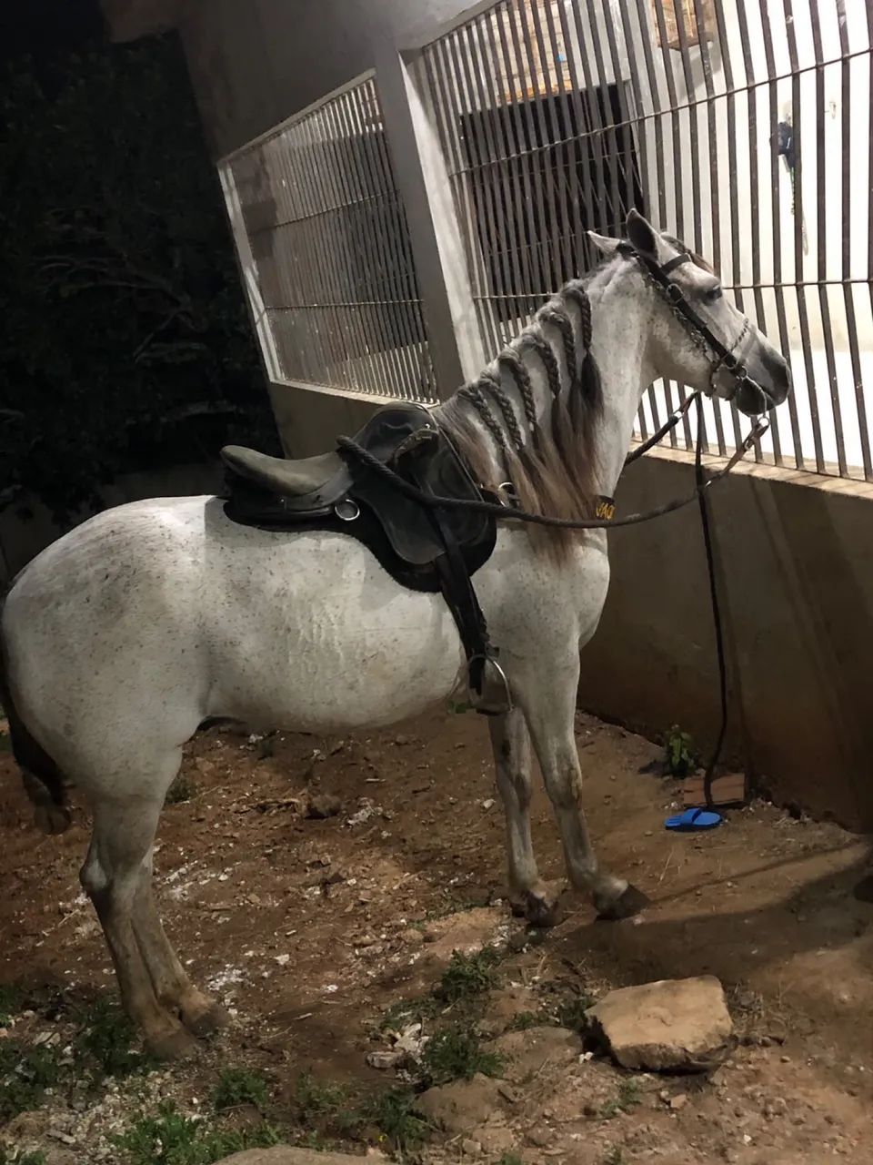 Cavalo baixeiro  - Foto 5