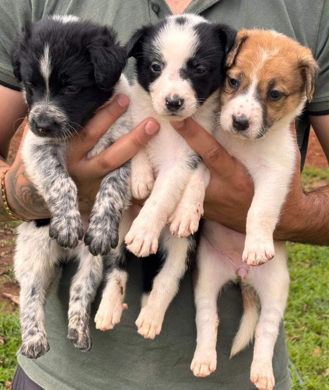 Filhotes de Border Collie  - Foto 4