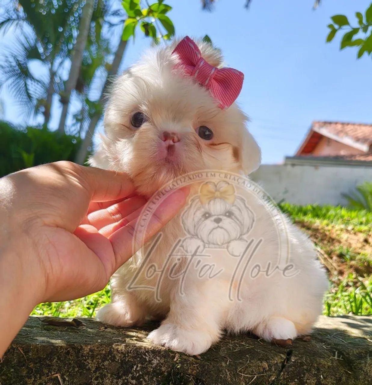 Shihtzu  - Foto 5