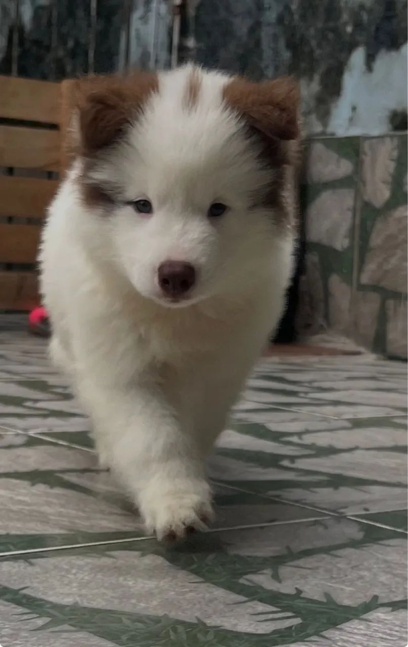 Husky siberiano wooly