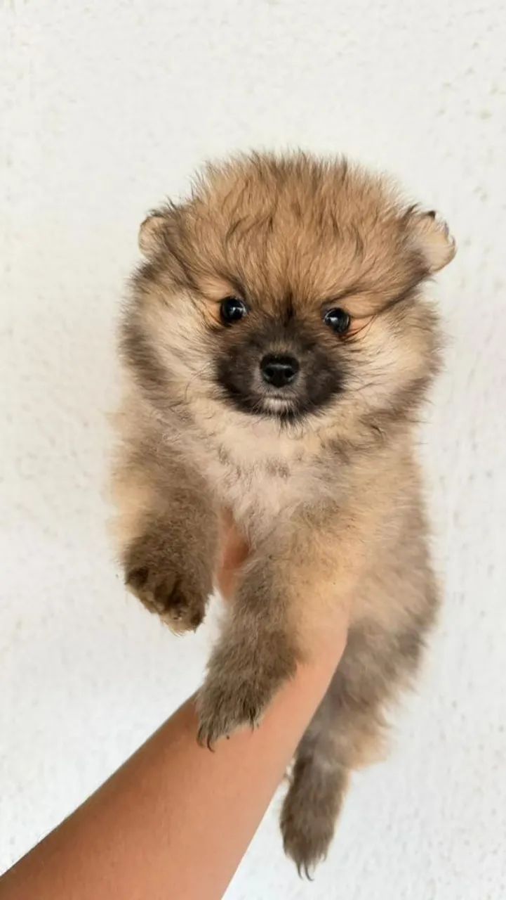 Lulu da Pomerânia  - Foto 3