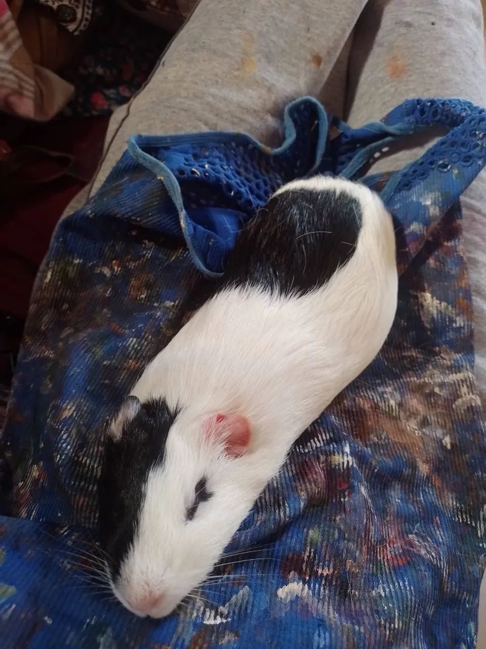 Doação porquinho da índia  - Foto 5