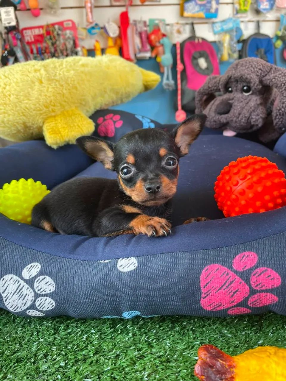Pinscher Macho 