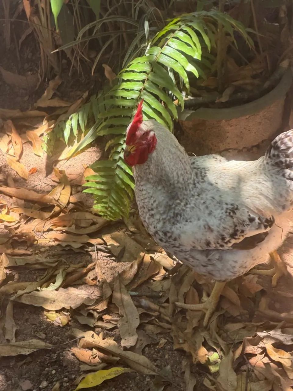 Vendo galinhas e galos - Foto 4