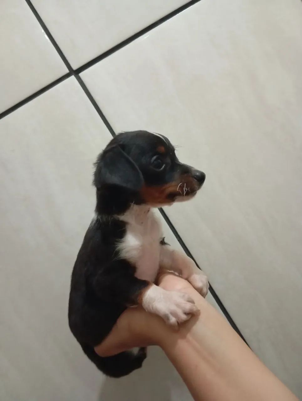 Cachorro Macho 