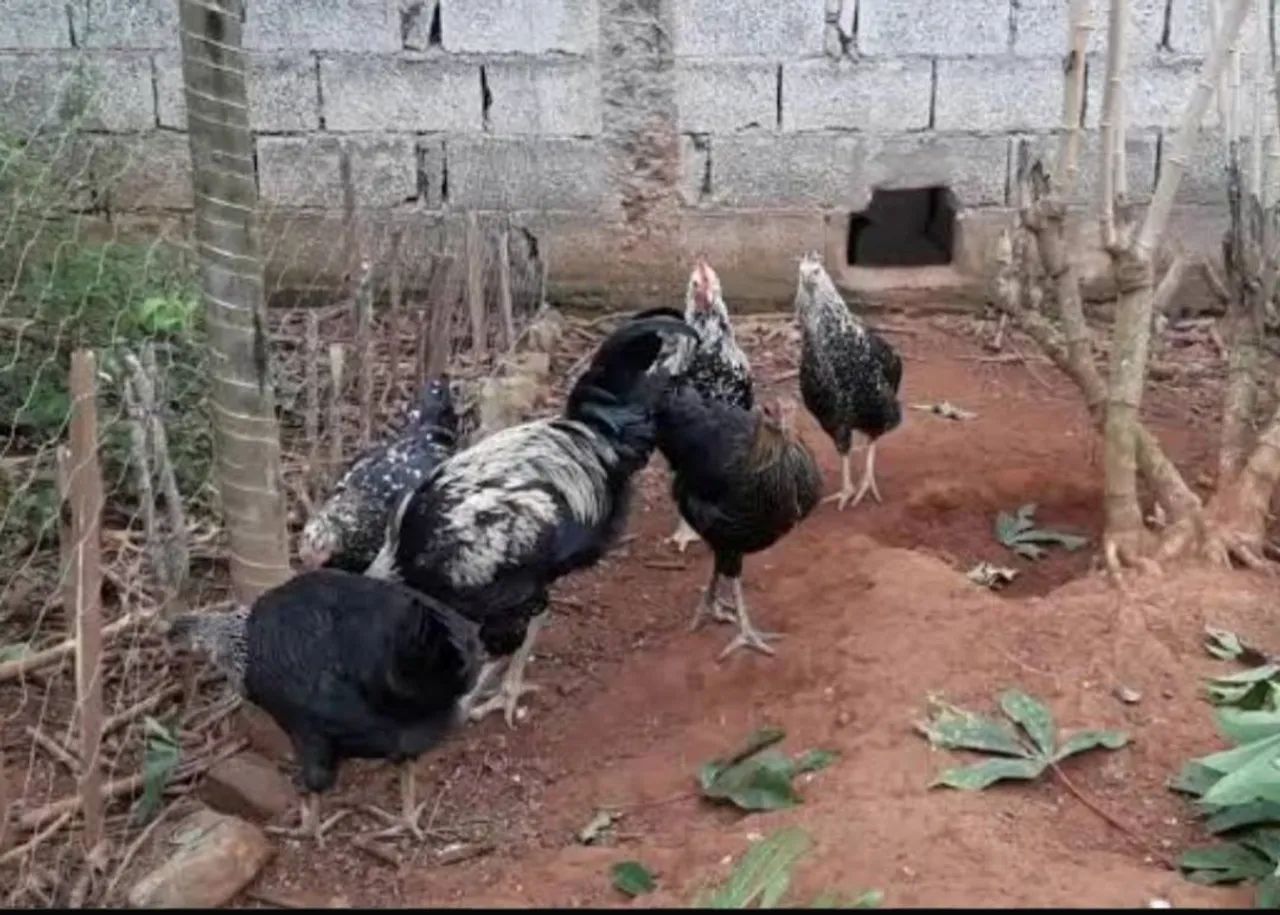 Lote de 45 frangos e galinhas 