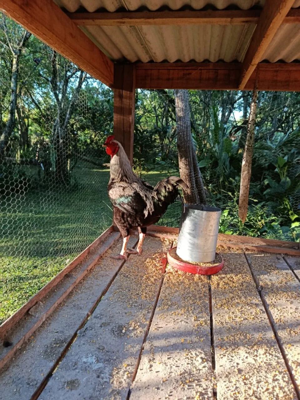 Frango caipira - Foto 4