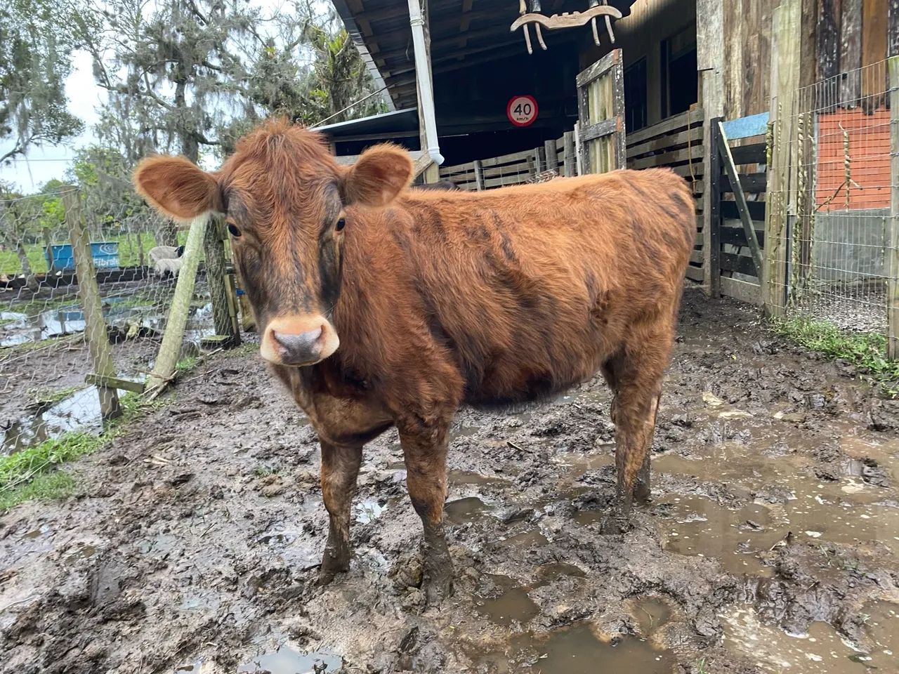 Novilha Angus