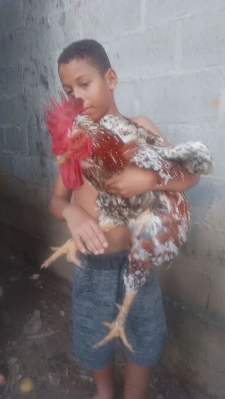 Galo de GSB gigante - Foto 2