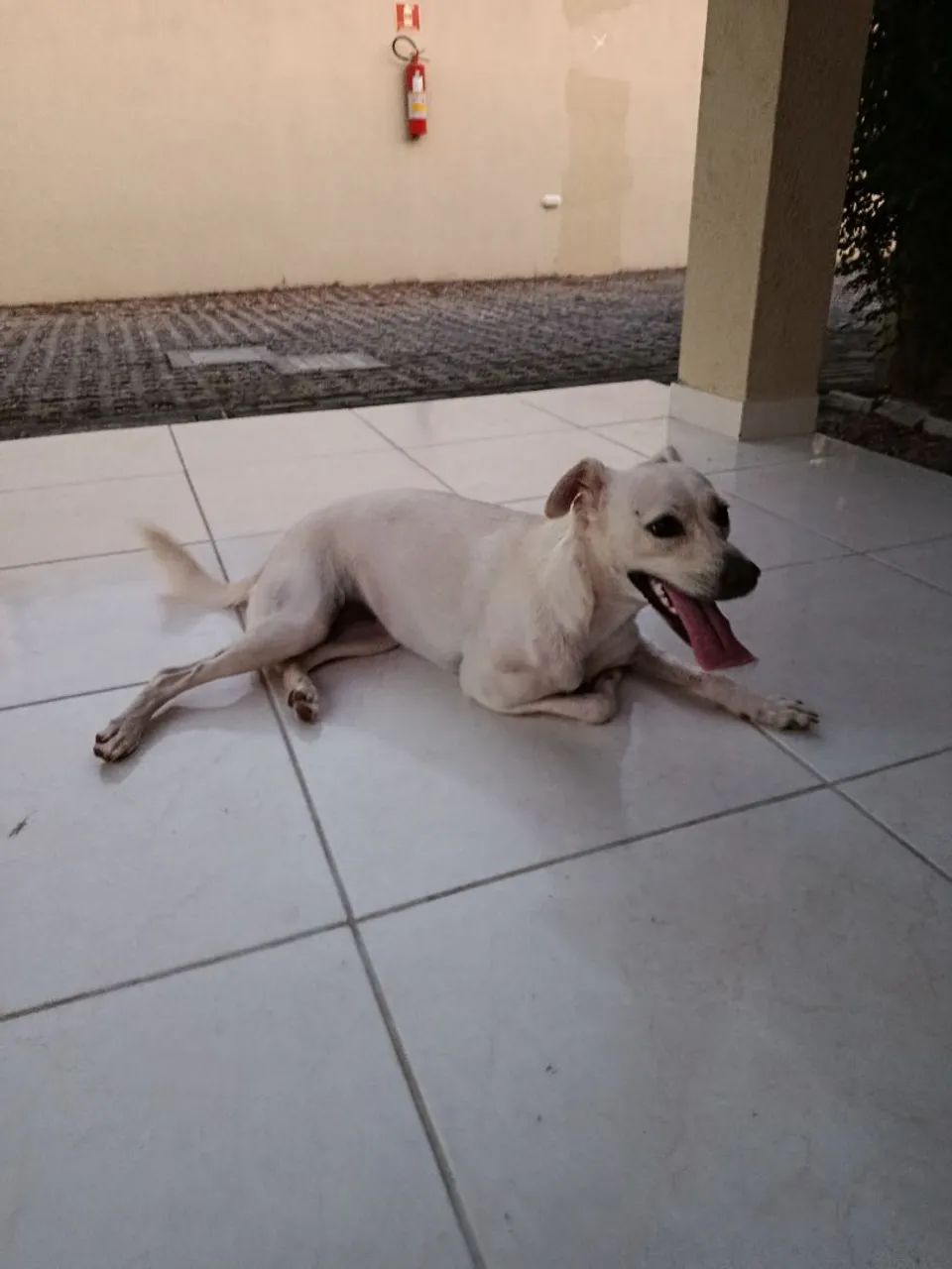 Adoção Responsável  - Foto 2