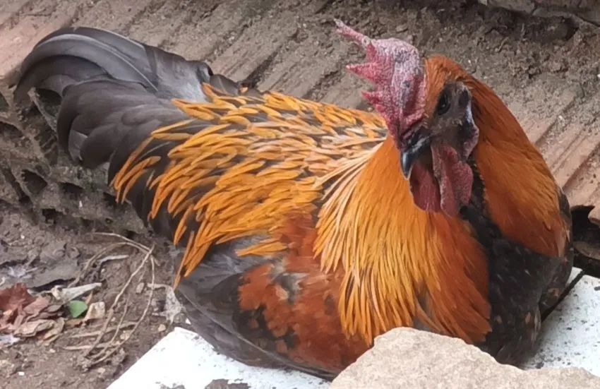 Galos, frangos e frangas.  - Foto 2