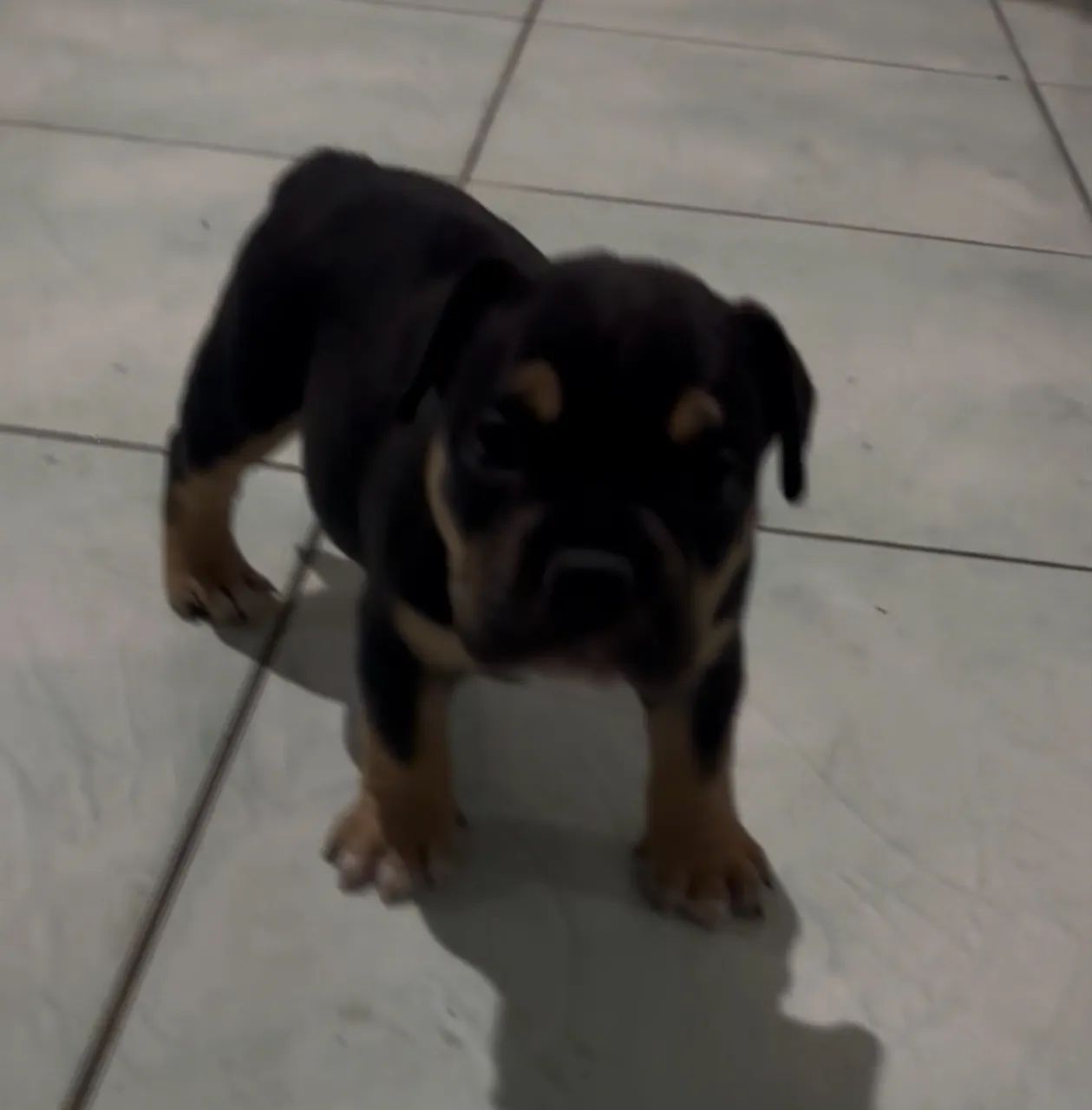 American Bully 